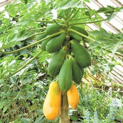 Picture of All Season Yellow Gold Papaya Seeds-15 Pcs Seeds