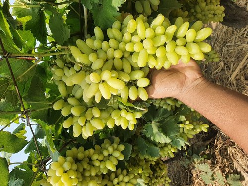 Picture of 20 pcs Seeds/bag Rare finger grape plants,Advanced fruit Natural growth grapes Delicious bonsai potted plants for home gardeN