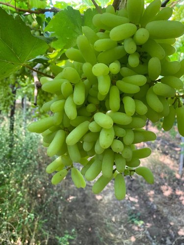 Picture of 20 pcs Seeds/bag Rare finger grape plants,Advanced fruit Natural growth grapes Delicious bonsai potted plants for home gardeN