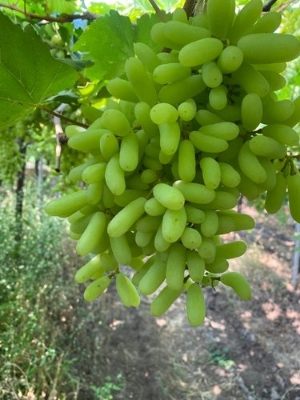 Picture of 20 pcs Seeds/bag Rare finger grape plants,Advanced fruit Natural growth grapes Delicious bonsai potted plants for home gardeN