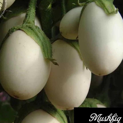 Picture of Natural White Eggplant Seeds  - 15 Pcs Seeds