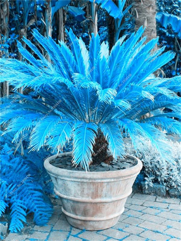 Picture of Colourful Cycas/ Lady Palm Seeds - 5 Pcs Seeds (Imported Global SeedS)
