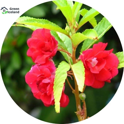 Picture of 15 Pcs Global Balsam Flower SeedS- 15 Pcs Seeds