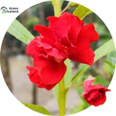 Picture of 15 Pcs Global Balsam Flower SeedS- 15 Pcs Seeds