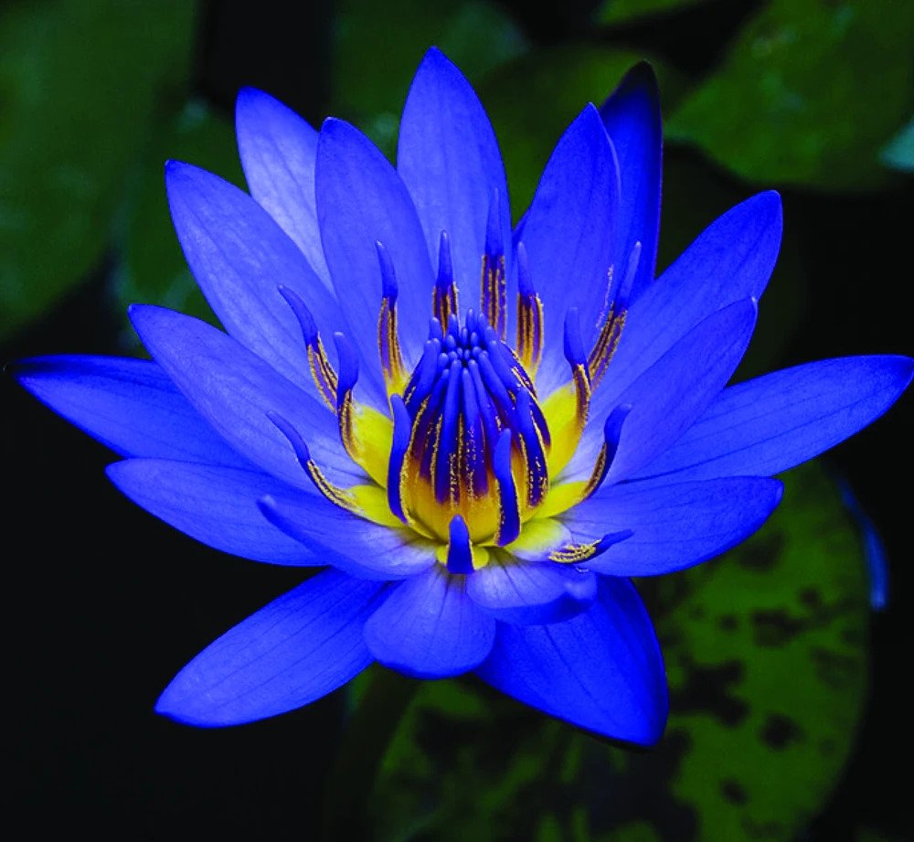 Picture of  Blue Lotus flower for summer Bowl lotus pots Bonsai garden plants-5Pcs seeds*