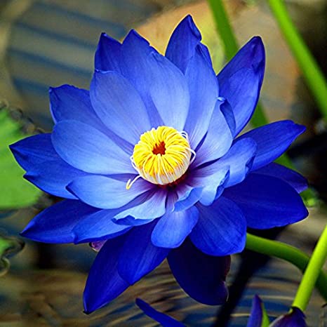 Picture of  Blue Lotus flower for summer Bowl lotus pots Bonsai garden plants-5Pcs seeds*