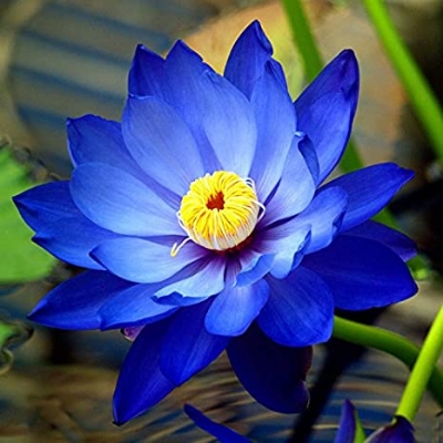 Picture of  Blue Lotus flower for summer Bowl lotus pots Bonsai garden plants-5Pcs seeds*