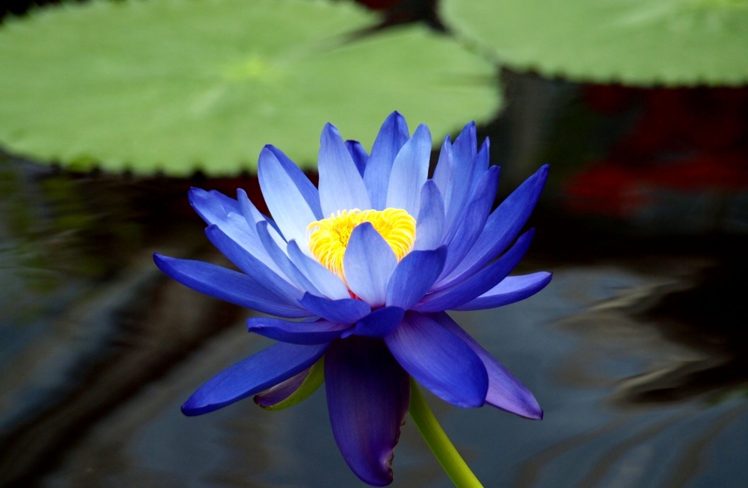 Picture of  Blue Lotus flower for summer Bowl lotus pots Bonsai garden plants-5Pcs seeds*