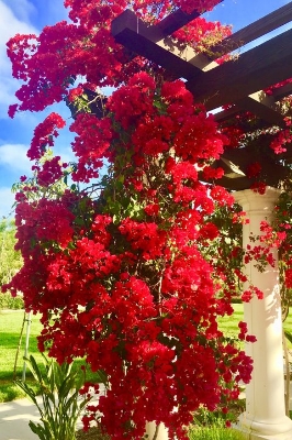 Picture of Climbing Red Creeper Flower Seeds - 10 Pcs Seeds (Imported Global SeedS)