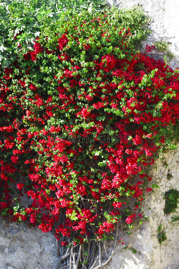 Picture of Climbing Red Creeper Flower Seeds - 10 Pcs Seeds (Imported Global SeedS)