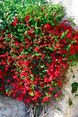 Picture of Climbing Red Creeper Flower Seeds - 10 Pcs Seeds (Imported Global SeedS)