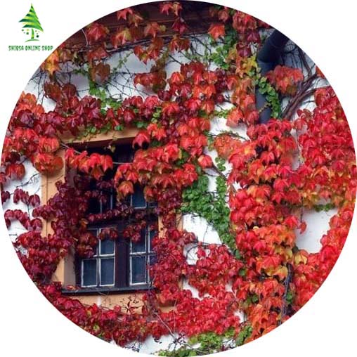 Picture of Climbing Red Creeper Flower Seeds - 10 Pcs Seeds (Imported Global SeedS)