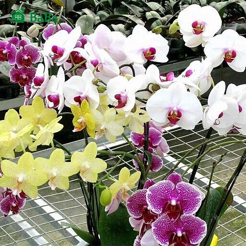 Picture of All Season Beautiful Orchid Seeds- 10 Pcs SeedS