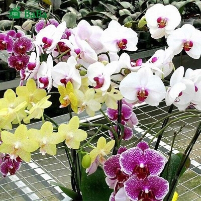 Picture of All Season Beautiful Orchid Seeds- 10 Pcs SeedS