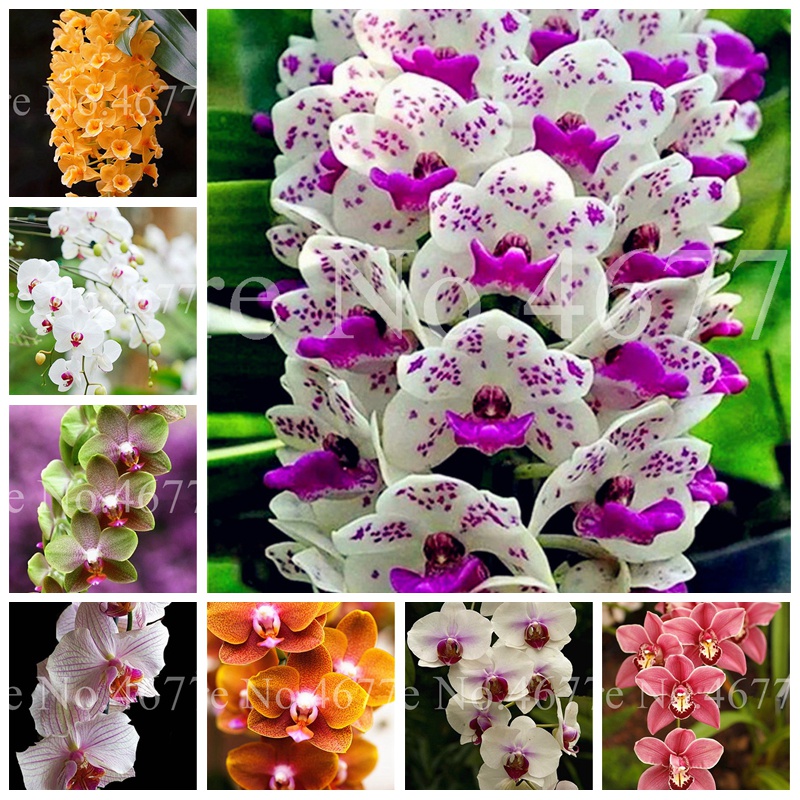 Picture of All Season Beautiful Orchid Seeds- 10 Pcs SeedS