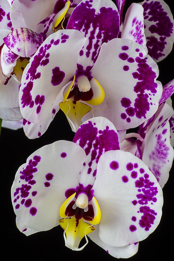 Picture of All Season Beautiful Orchid Seeds- 10 Pcs SeedS