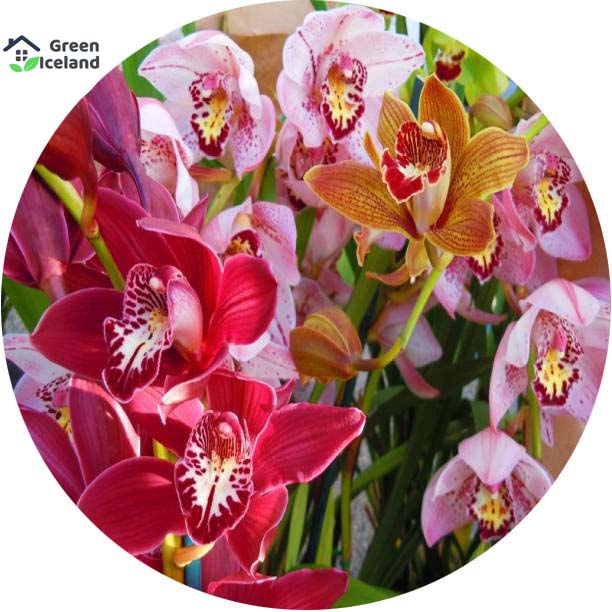 Picture of All Season Beautiful Orchid Seeds- 10 Pcs SeedS