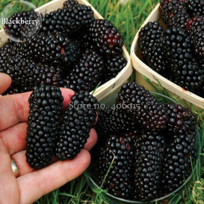 Picture of Blackberry and blackberries fruit tree mulberry fruit bonsai healthy nutrition-25Pcs seeds