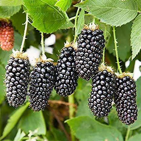 Picture of Blackberry and blackberries fruit tree mulberry fruit bonsai healthy nutrition-25Pcs seeds