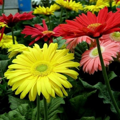 Picture of Gerbera Daisy Flower Seeds - 20 Pcs SeedS