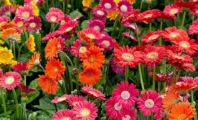 Picture of Gerbera Daisy Flower Seeds - 20 Pcs SeedS
