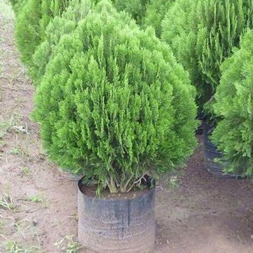 Picture of 20 Pcs Global Pabon Jhau Tree Seeds