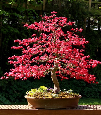 Picture of Mini Red Maple Bonsai garden DIY Bonsai Maple Tree-15 Pcs SEEDs