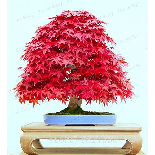 Picture of Mini Red Maple Bonsai garden DIY Bonsai Maple Tree-15 Pcs SEEDs