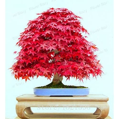 Picture of Mini Red Maple Bonsai garden DIY Bonsai Maple Tree-15 Pcs SEEDs