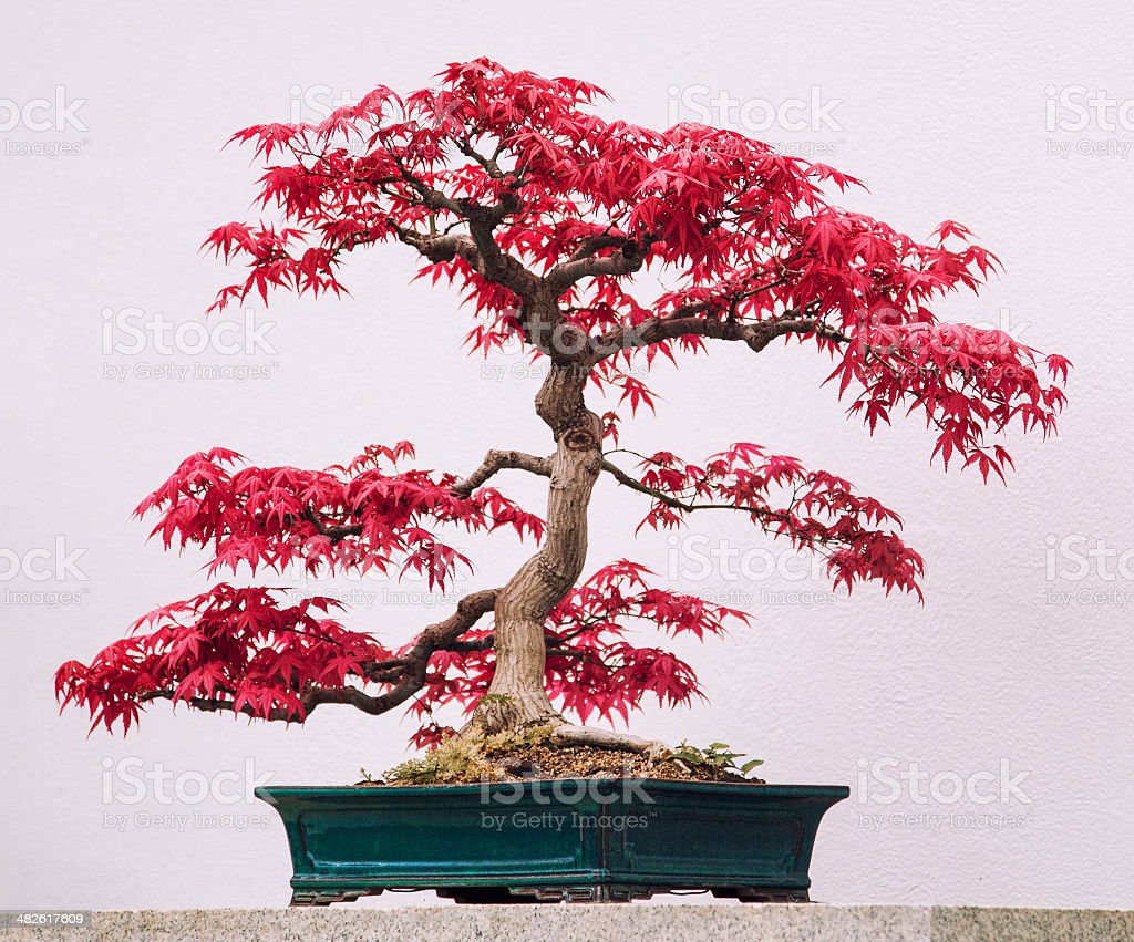 Picture of Mini Red Maple Bonsai garden DIY Bonsai Maple Tree-15 Pcs SEEDs