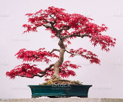 Picture of Mini Red Maple Bonsai garden DIY Bonsai Maple Tree-15 Pcs SEEDs