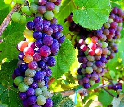 Picture of 20 Pcs Delicious Multi Colour Grape Seeds - 20 Pcs SeedS