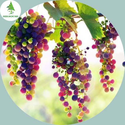 Picture of 20 Pcs Delicious Multi Colour Grape Seeds - 20 Pcs SeedS