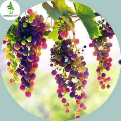 Picture of 20 Pcs Delicious Multi Colour Grape Seeds - 20 Pcs SeedS