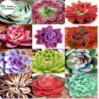 Picture of Rare Lithops Flores Succulent SeedS - 15 Pcs Seeds (Imported Seeds)