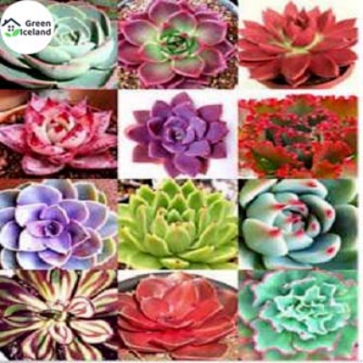 Picture of Rare Lithops Flores Succulent SeedS - 15 Pcs Seeds (Imported Seeds)