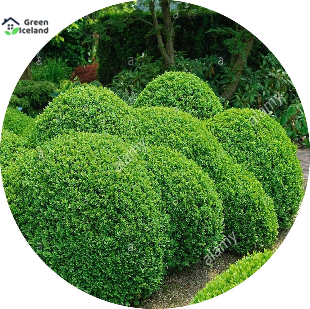 Picture of Organic Zhou tree Seeds - 45+ Pcs Seeds