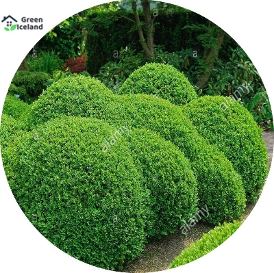 Picture of Organic Zhou tree Seeds - 45+ Pcs Seeds