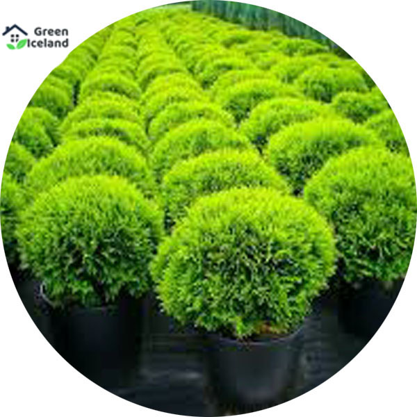 Picture of Organic Zhou tree Seeds - 45+ Pcs Seeds