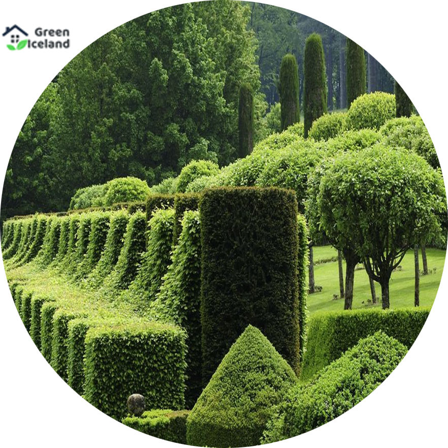 Picture of Organic Zhou tree Seeds - 45+ Pcs Seeds