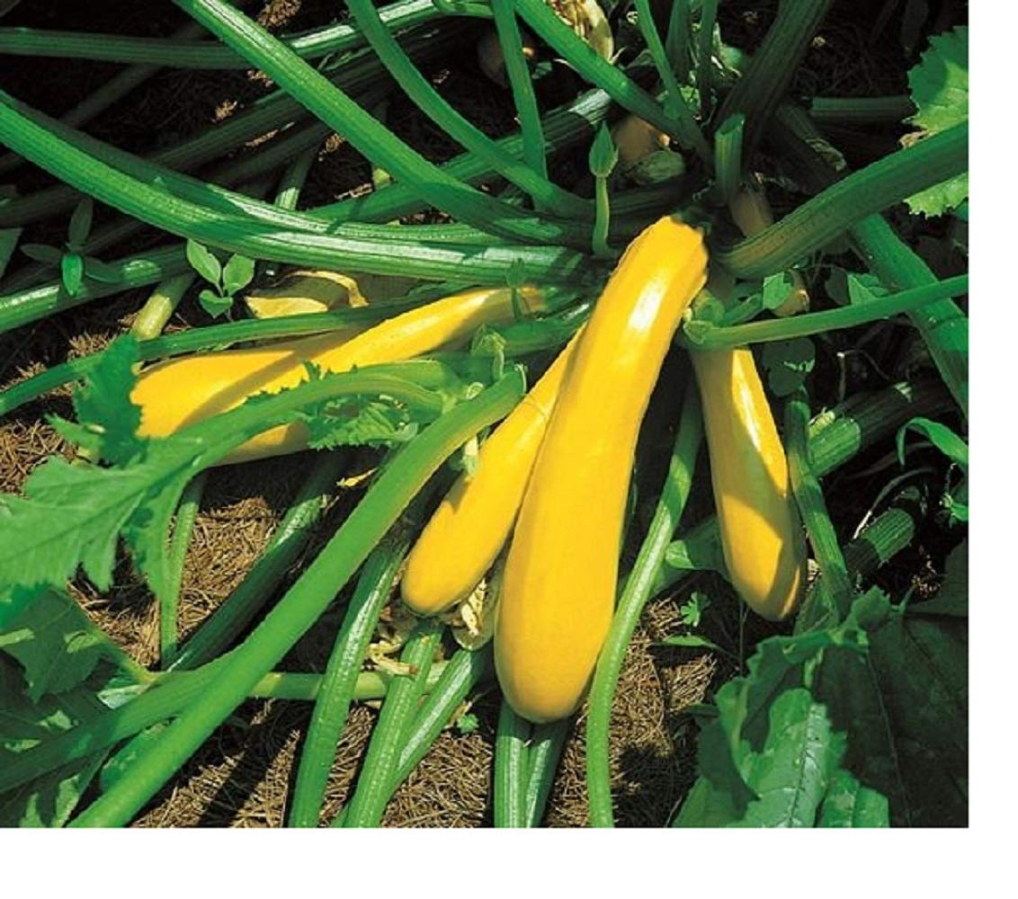 Picture of Rare Garden Gold Squash SeedS - 5 Pcs Seeds