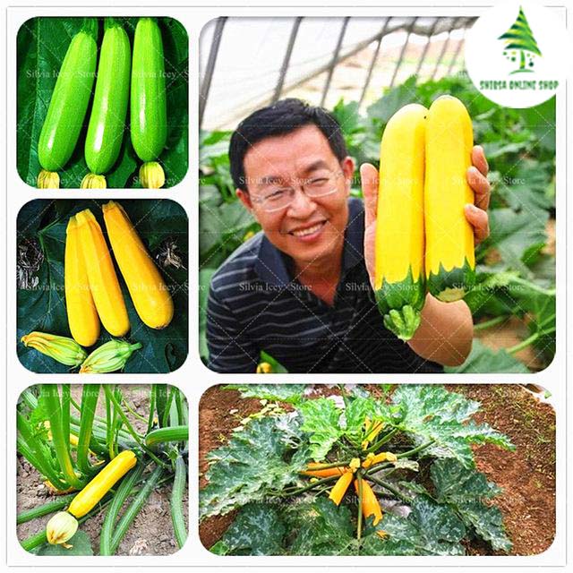 Picture of Rare Garden Gold Squash SeedS - 5 Pcs Seeds