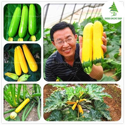 Picture of Rare Garden Gold Squash SeedS - 5 Pcs Seeds