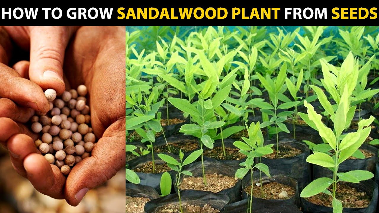 Picture of Blood Sandalwood Tree Seeds- 5+Pcs seeds