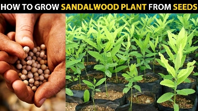 Picture of Blood Sandalwood Tree Seeds- 5+Pcs seeds