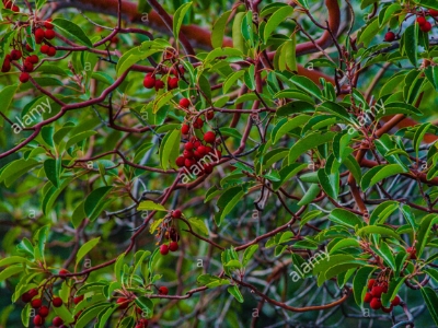 Picture of Blood Sandalwood Tree Seeds- 5+Pcs seeds