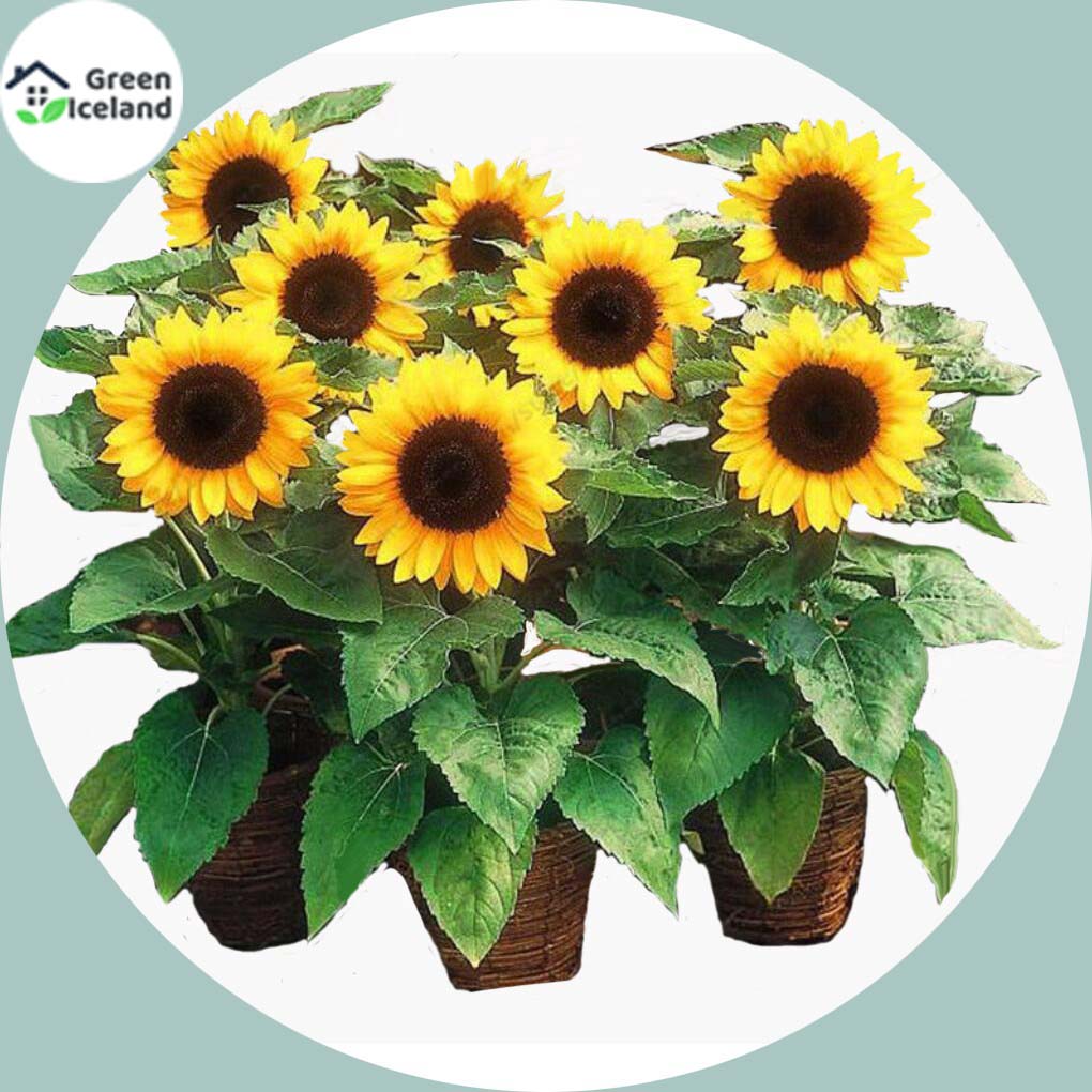 Picture of All Season Sunflower Bonsai SeedS-15 Pcs Seeds