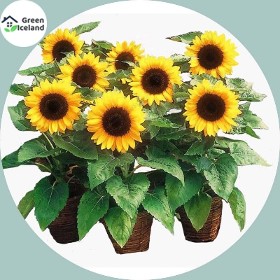 Picture of All Season Sunflower Bonsai SeedS-15 Pcs Seeds