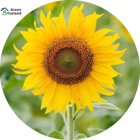 Picture of All Season Sunflower Bonsai SeedS-15 Pcs Seeds