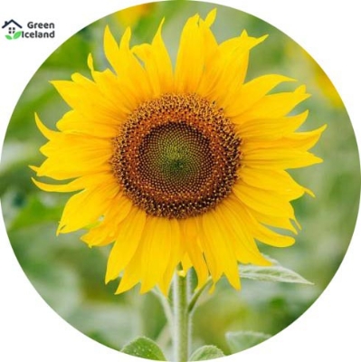 Picture of All Season Sunflower Bonsai SeedS-15 Pcs Seeds